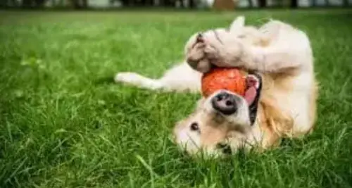 Scoopy Poopy Poop - Franchise Opportunity image 4