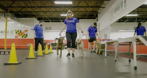 Sit Means Sit Franchise Cost & Fees Opportunities image 2