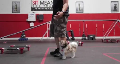 Sit Means Sit Franchise Cost & Fees Opportunities image 3