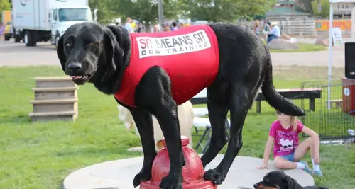 Sit Means Sit Franchise Cost & Fees Opportunities image 4