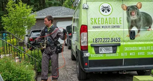 Skedaddle Humane Wildlife Control