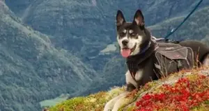 Snaggle Foot Dog Walks and Pet Care