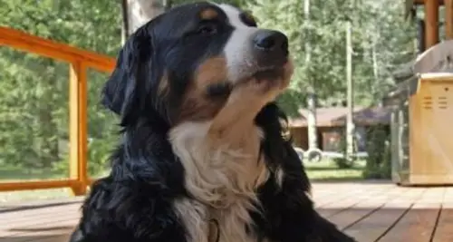 Snaggle Foot Dog Walks and Pet Care Franchise For Sale