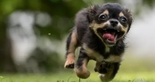 Snaggle Foot Dog Walks and Pet Care Franchise For Sale image 4