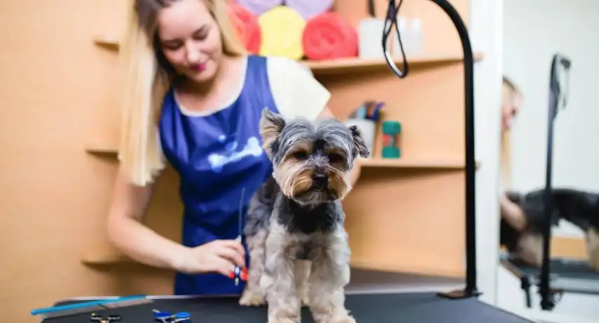 Splash and Dash Groomerie & Boutique Franchise Opportunity image 3