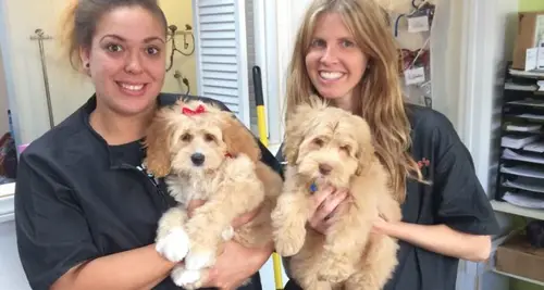 Sydnee's Pet Grooming Franchise Opportunity image 3