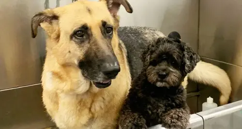 Sydnee's Pet Grooming Franchise Opportunity image 4