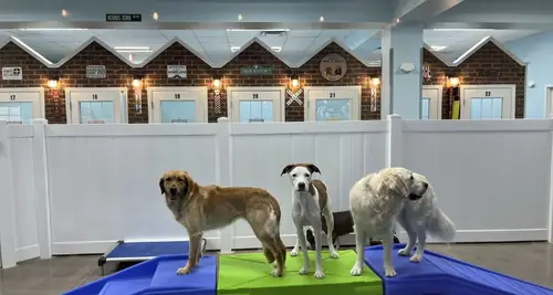 TailWaggers Doggy Daycare Franchise For Sale image 3