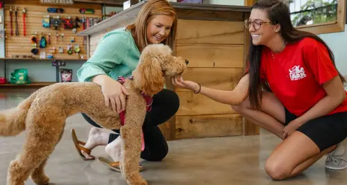 The Ark Pet Spa & Hotel Franchise For Sale image 4