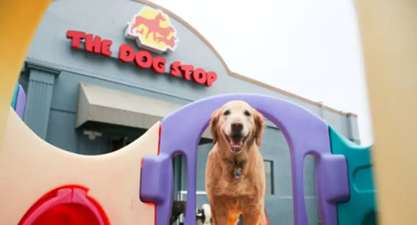 The Dog Stop
