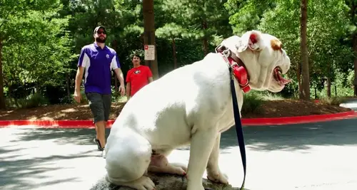 The Dog Wizard Franchise Cost & Fees Opportunity image 2