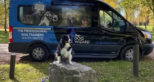 The Dog Wizard Franchise Cost & Fees Opportunity