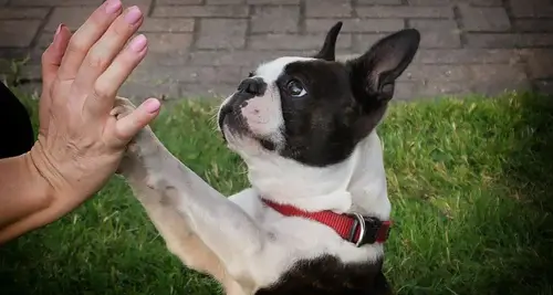 The Paw Depot Franchise Cost, Fees, ROI & Opportunity image 2