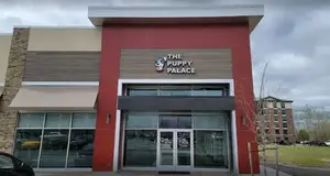 The Puppy Palace Franchise Cost, Fees & Opportunities