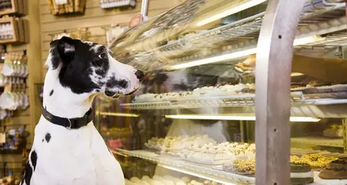 Three Dog Bakery Franchise Cost, Fees & Opportunities image 4