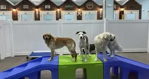 Tip Top K9 Franchise Cost, Fees & Opportunity