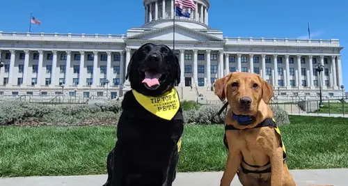 Tip Top K9 Franchise Cost, Fees & Opportunity