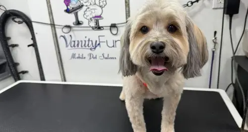 Vanity Fur Franchise Cost, Fees, Opportunity