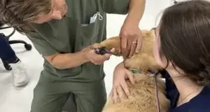 Vetama Franchise Cost, Fees, ROI & Opportunity