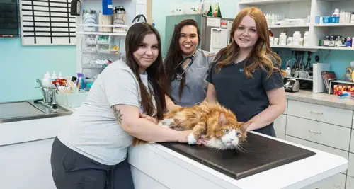 VetCheck Franchise Cost, Fees, ROI & Opportunity