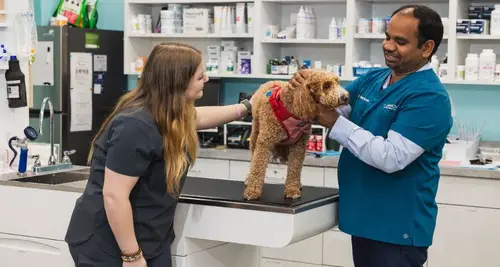 VetCheck Franchise Cost, Fees, ROI & Opportunity