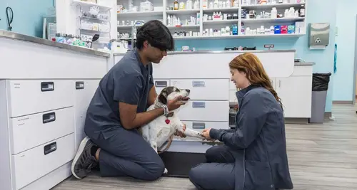 VetCheck Franchise Cost, Fees, ROI & Opportunity image 4