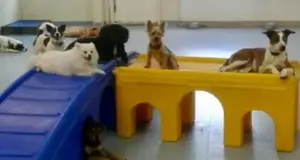 Villa La Paws Pet Resort