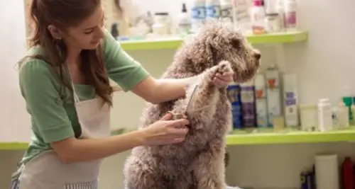 Villa La Paws Pet Resort Franchise For Sale image 2