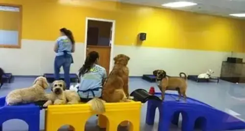 Villa La Paws Pet Resort Franchise For Sale image 4