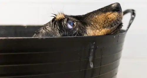 Well Groomed Pets Franchise Cost, Fees & Opportunities