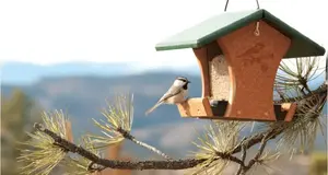 Wild Birds Unlimited  – Cost & Investment
