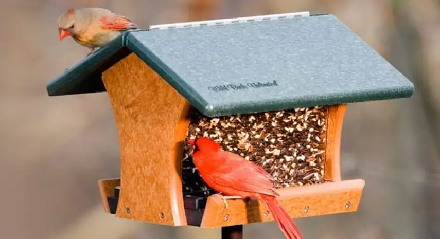 Wild Birds Unlimited Franchise – USA