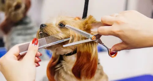 Woof Gang Bakery & Grooming Franchise For Sale