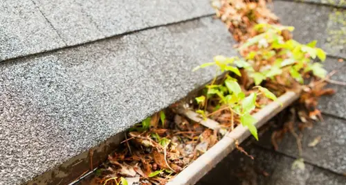 Worried Bird Window Washing & Screens Franchise Opportunity