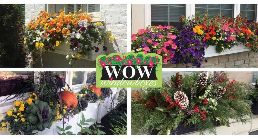 WOW Windowboxes Franchise Opportunity image 4